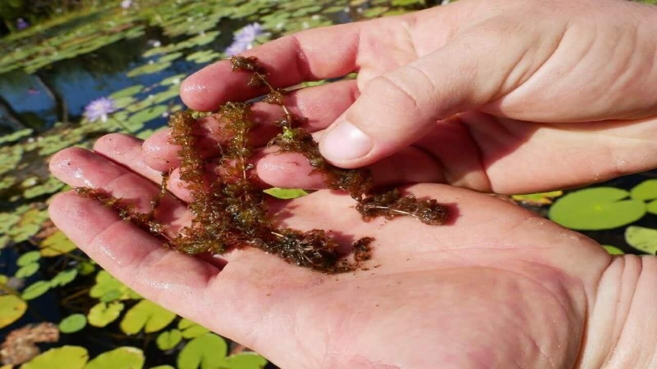 A critically endangered aquatic carnivorous plant.