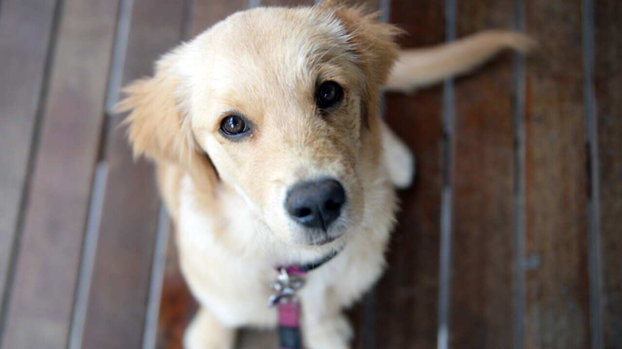A stock image of golden retriever puppy dog on a leash