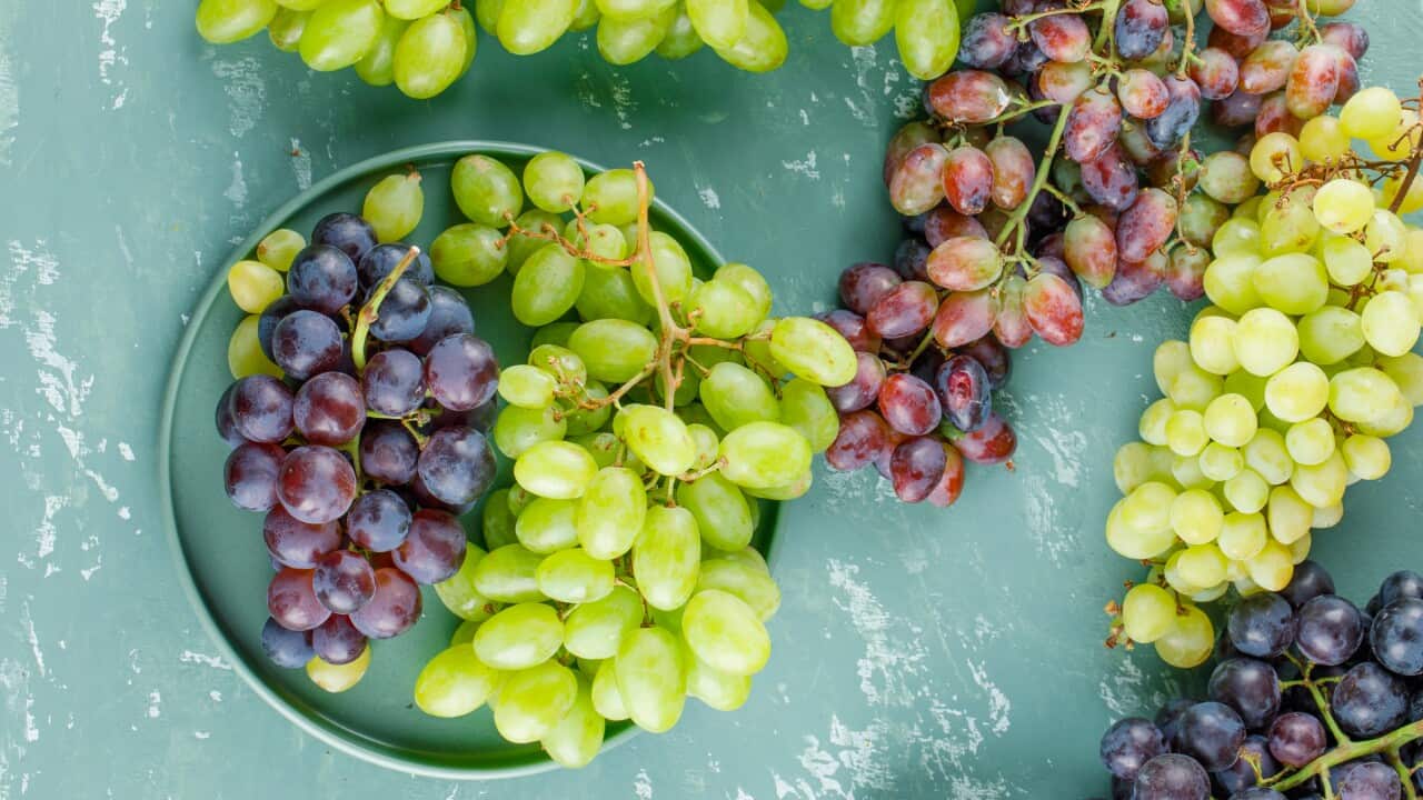 Grape clusters in a tray on plaster background, top view. 