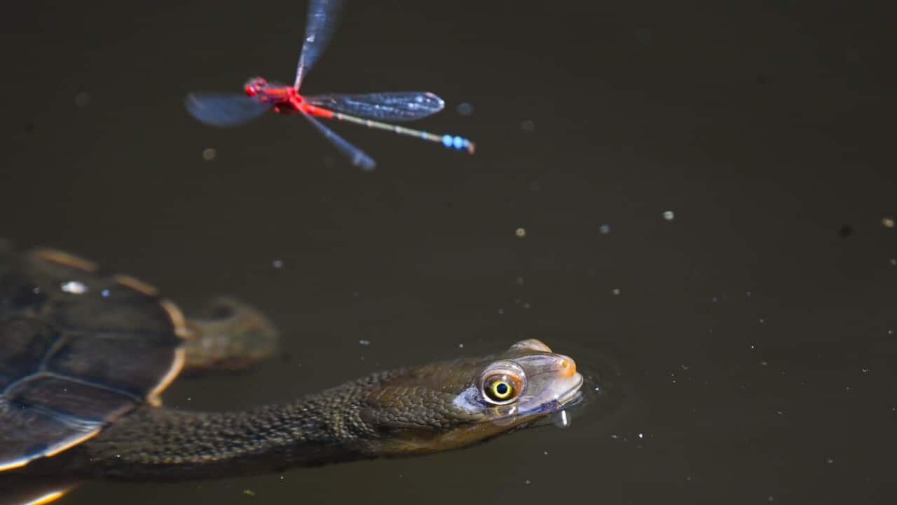 AAP Image/Lukas Coch