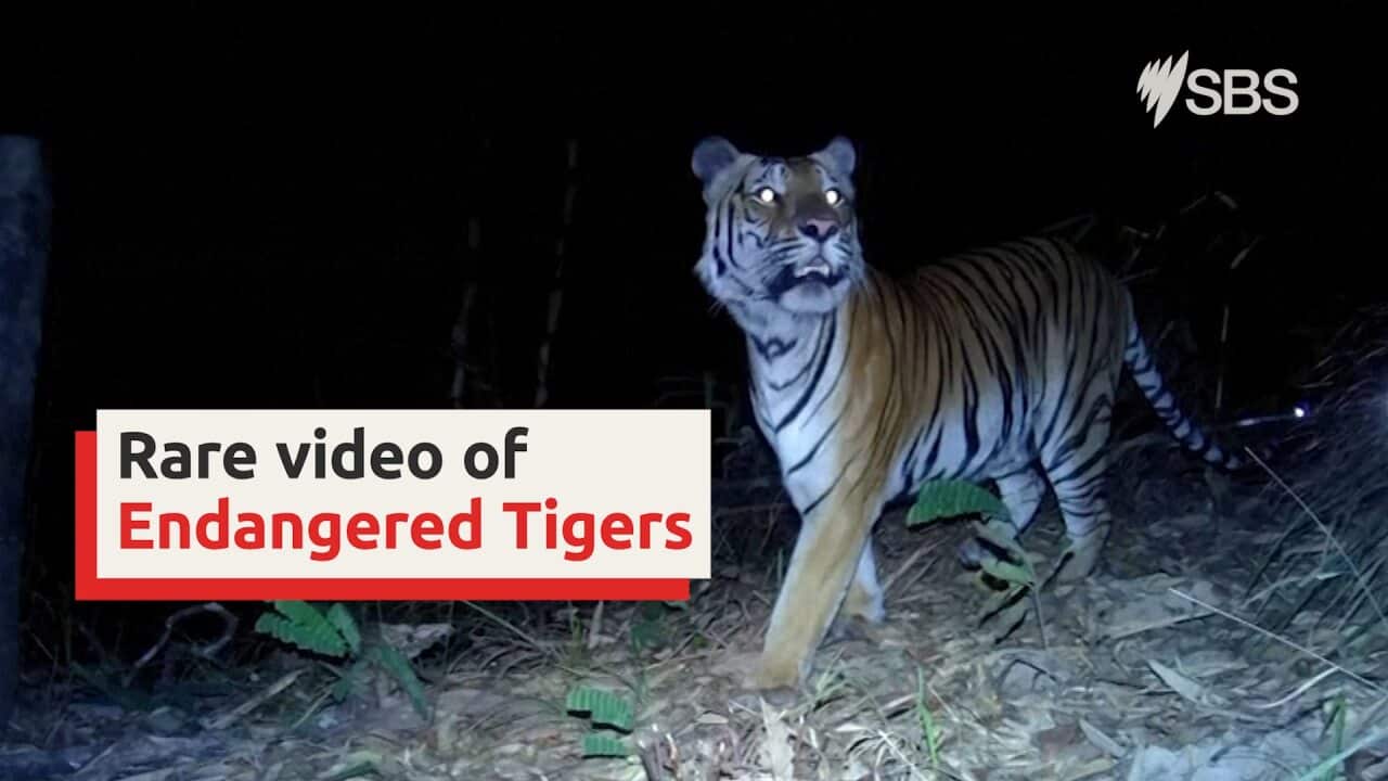 Rare tigers