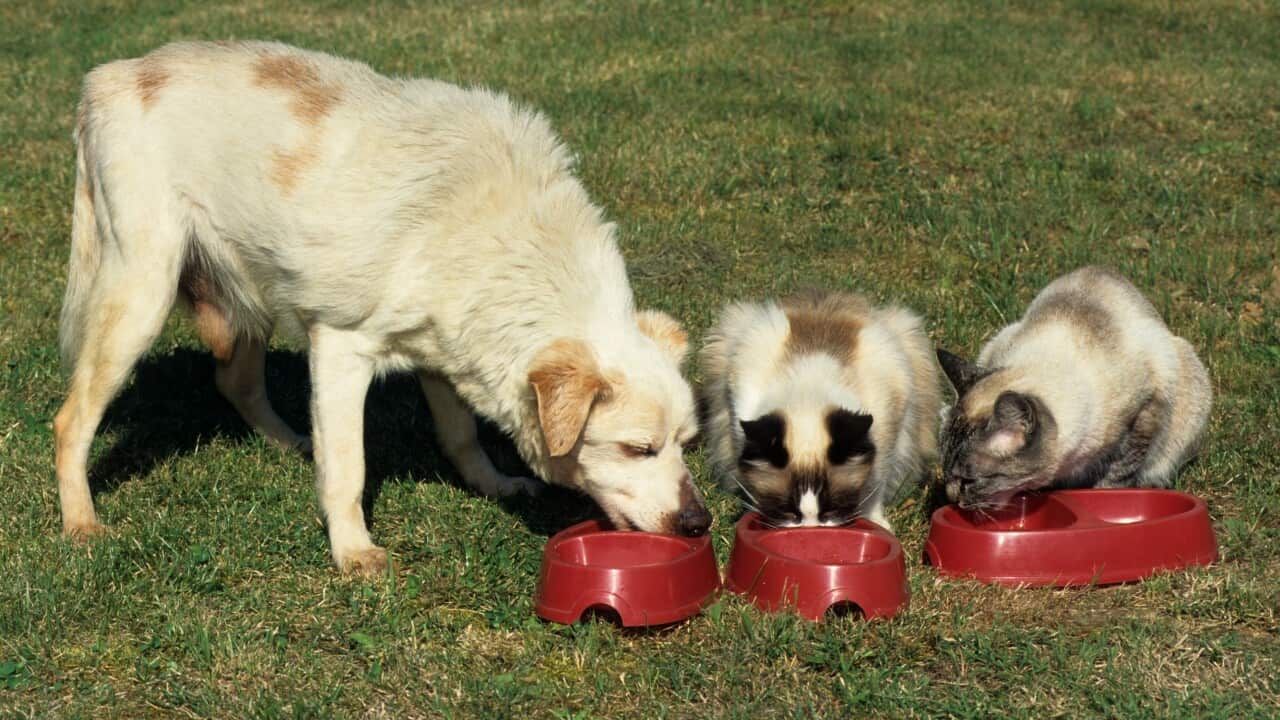 Mongrel old dog eating together with cats in garden