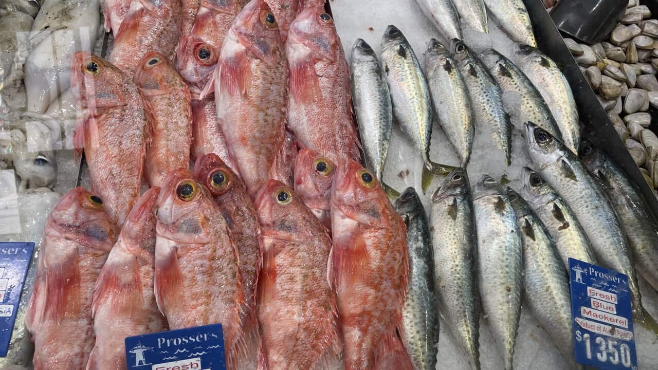 Ocean Perch.jpeg