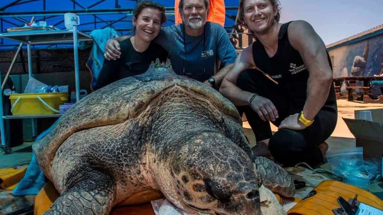 Yoshi Sea Turtle