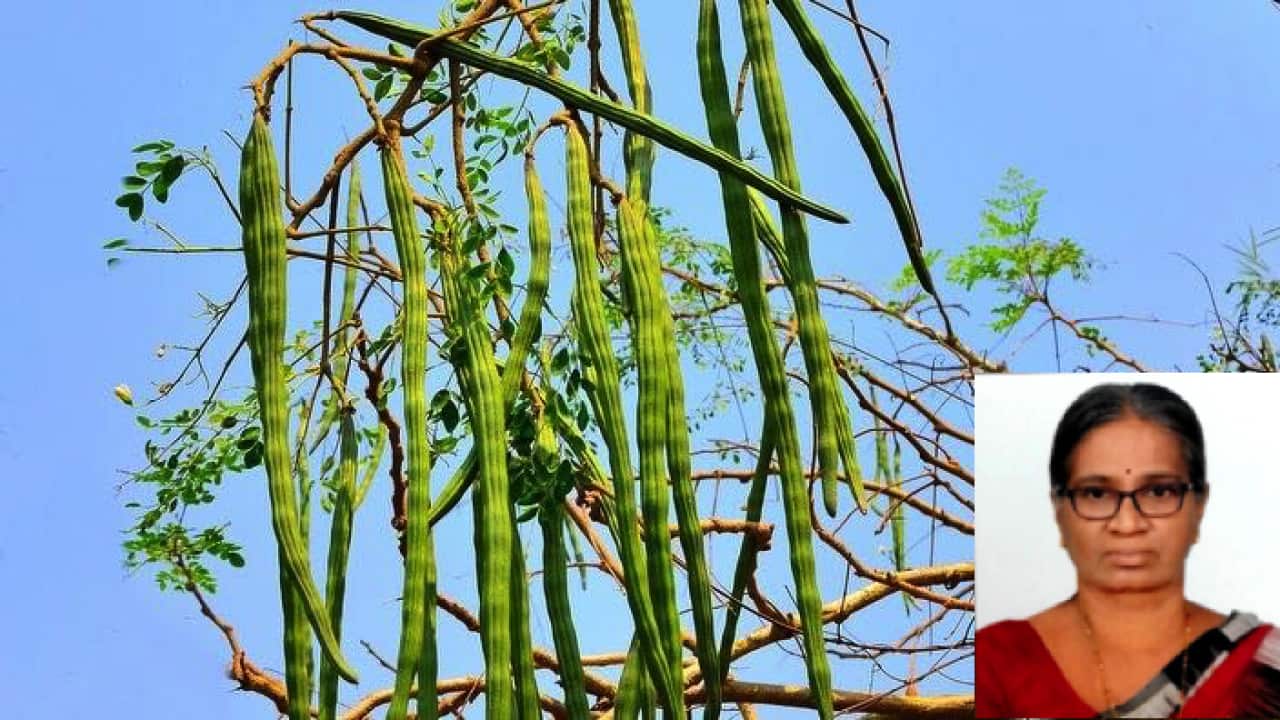 Moringa