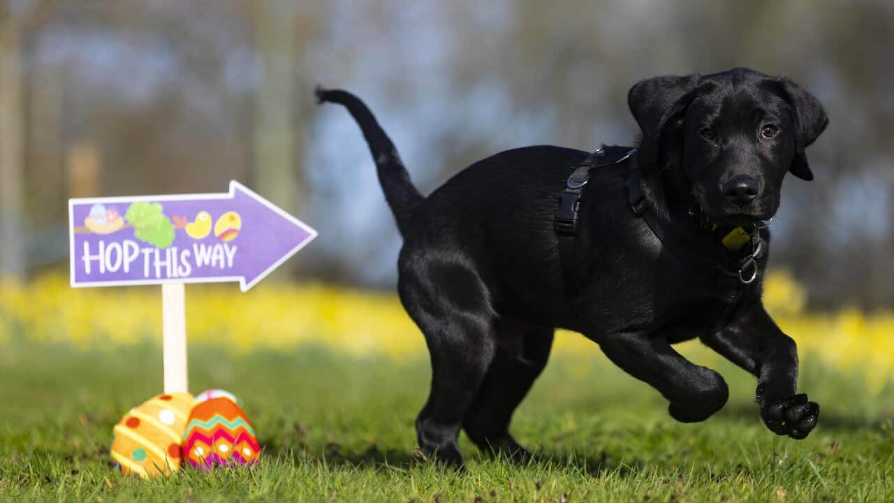 Guide Dogs' Easter egg hunt