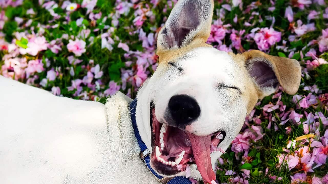 happy dog