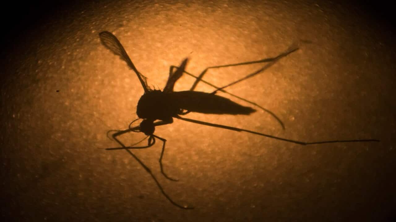 Aedes aegypti mosquito.