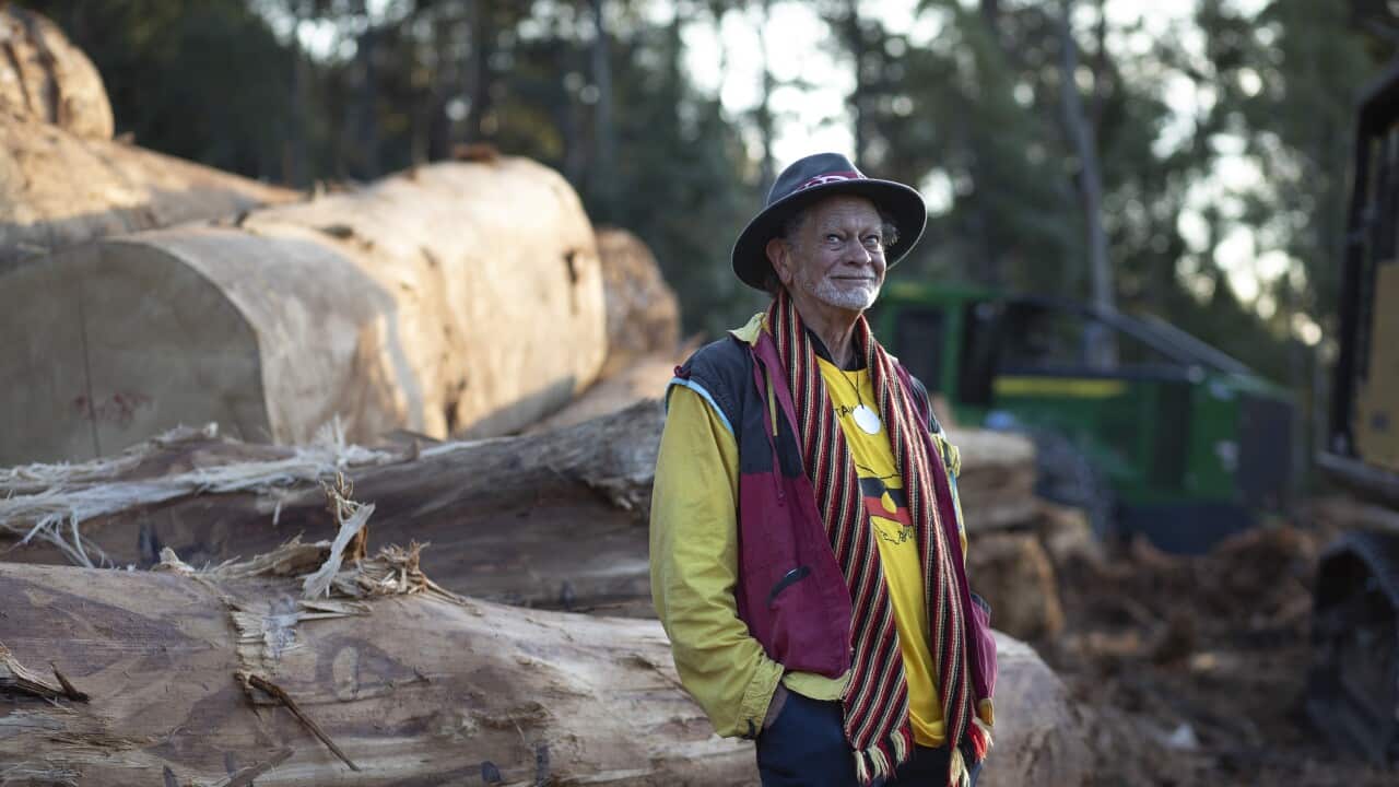 TASMANIA ANTI-FORESTRY PROTEST COURT
