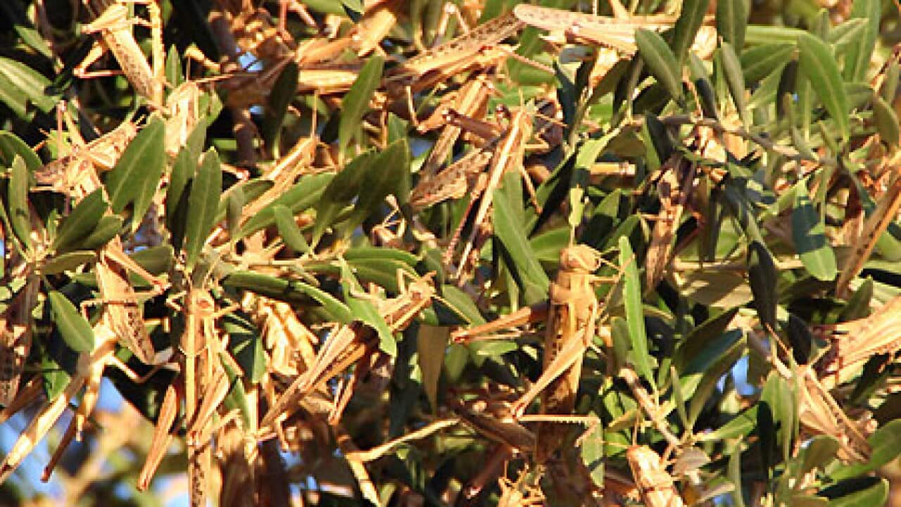 locusts_qld_longreach_100406_aap_B_816800851