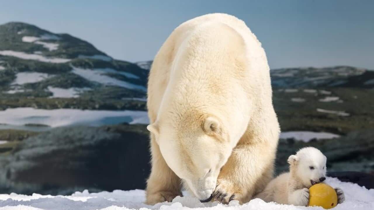 Polar Bear Cub and her mother at Sea World,