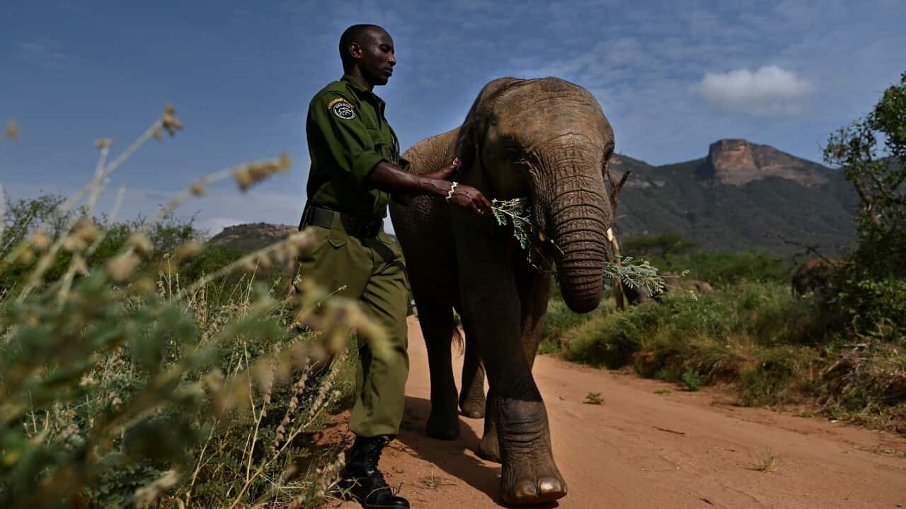 An elephant guardian with one of the orphan elephant calves at Reteti Elephant Sanctuary