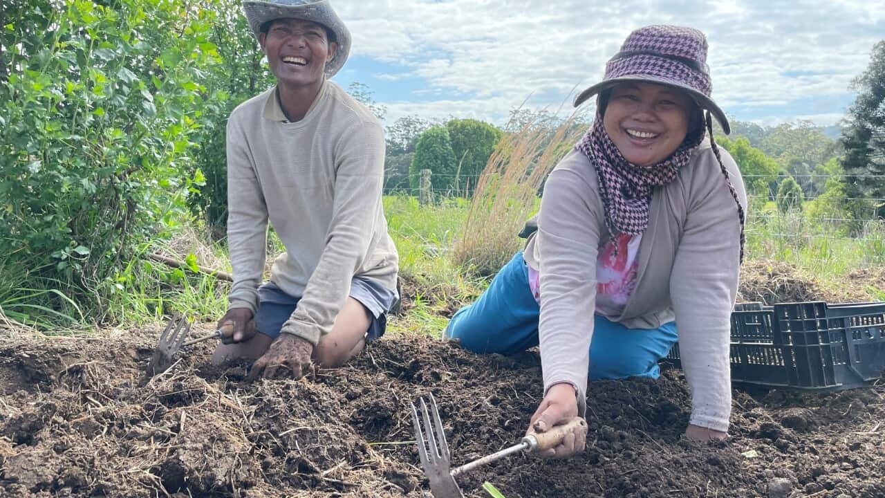 A group of five refugee families from Myanmar have joined forces to lease a farm and run their own organic business.