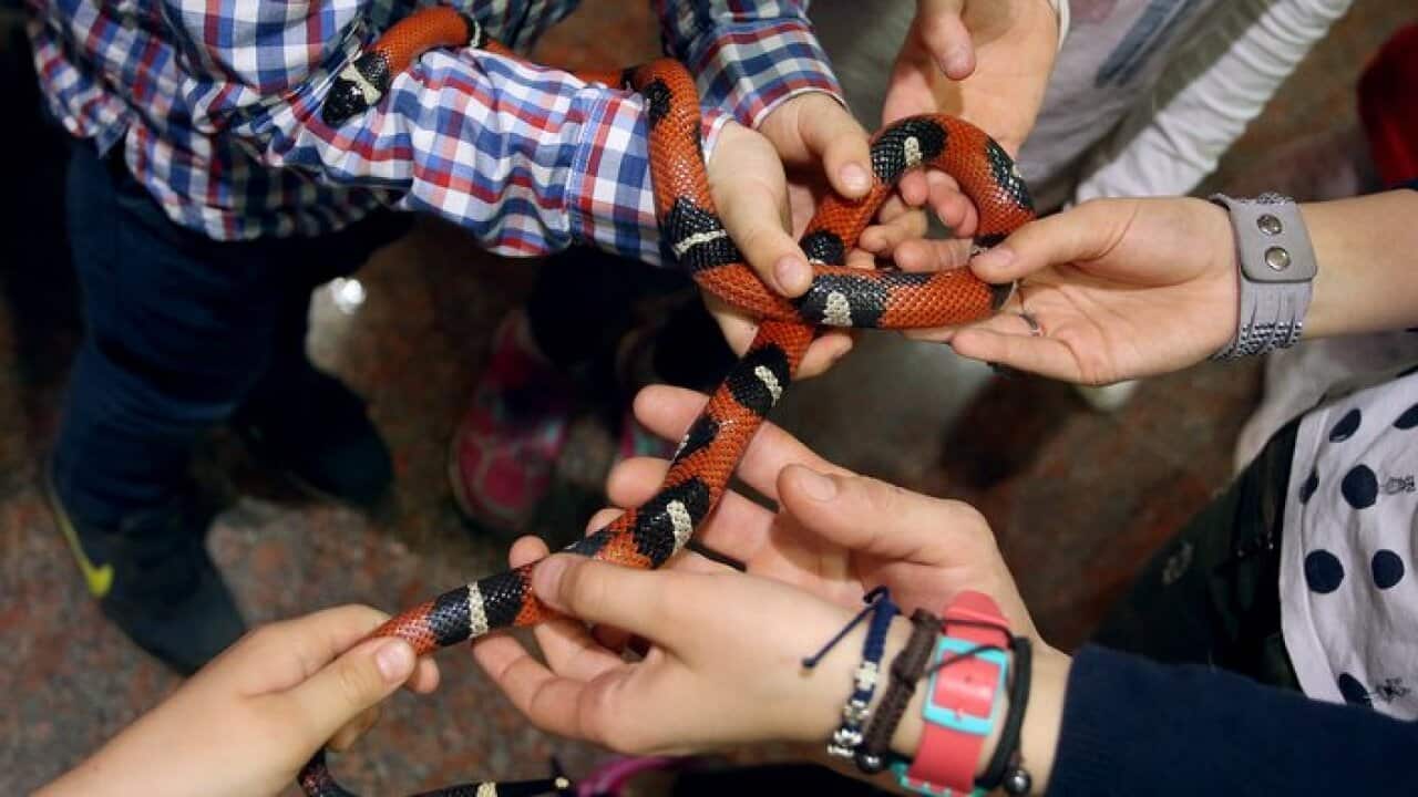 More than 50 varities of snakes have been exhibited here.