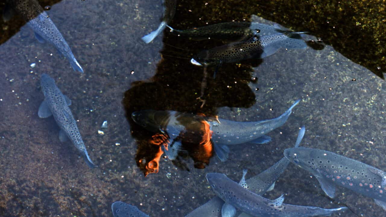 epaselect FYROM CONSERVATION TROUT ARTIFICIAL SPAWNING
