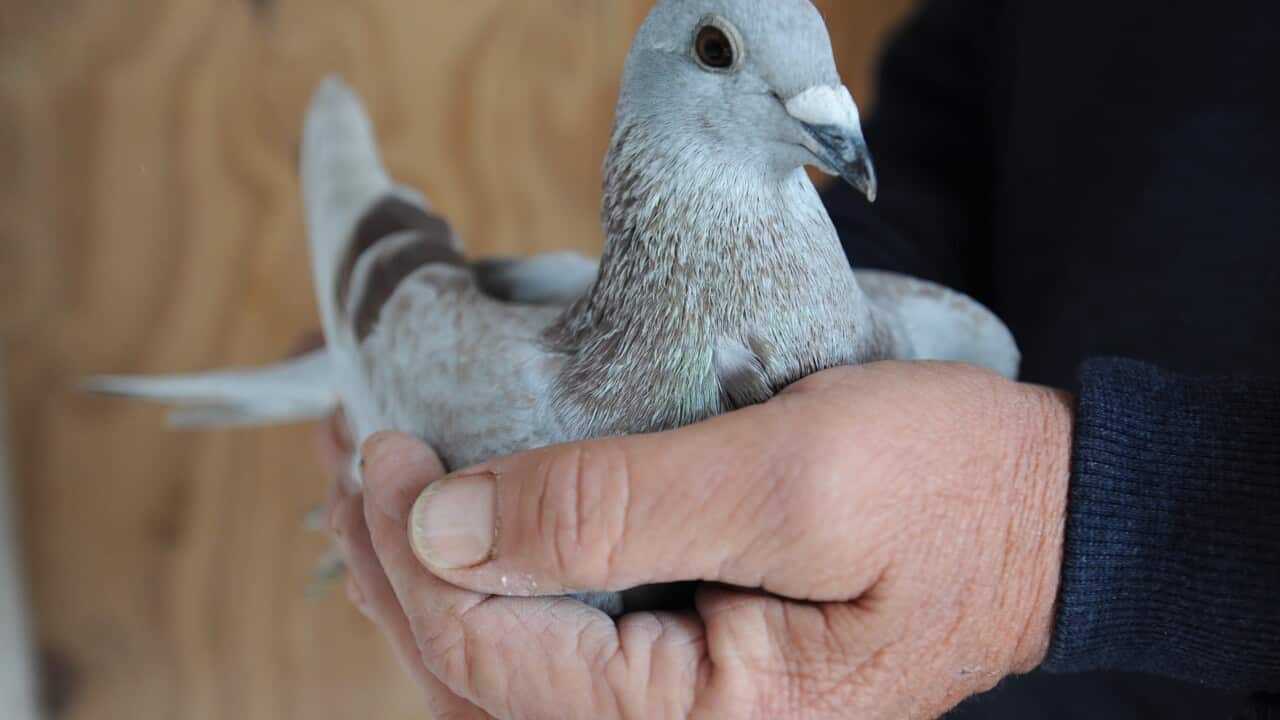 Explainer How do homing pigeons navigate? SBS News