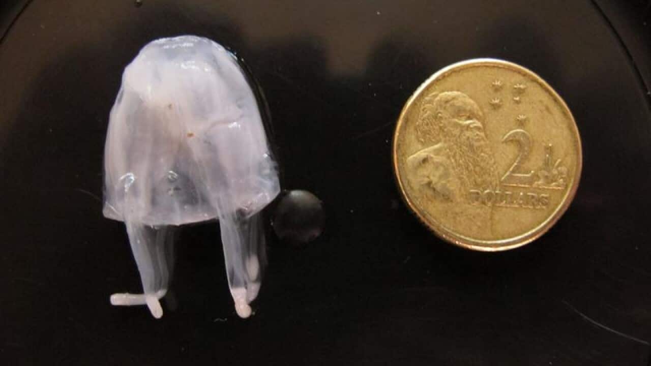 An Irukandji jellyfish (file) has been caught on the western side of Queensland's Fraser Island.