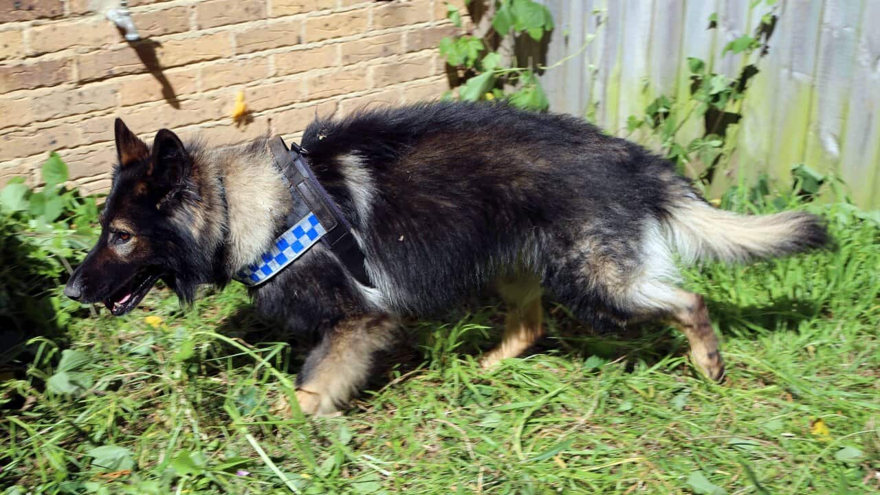 Police dog NSW