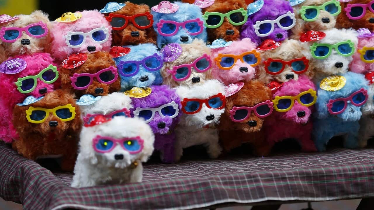 This year is the Year of the Dog according to the Chinese zodiac.