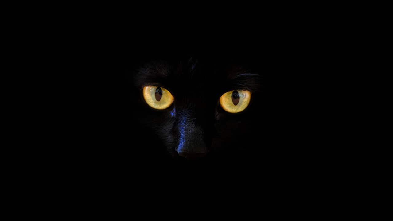 Whose eyes are these?