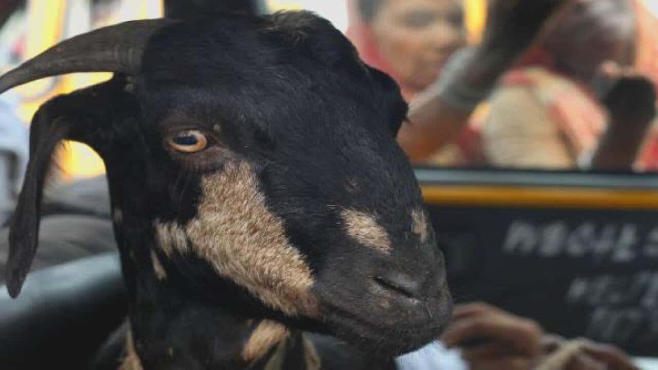 goat