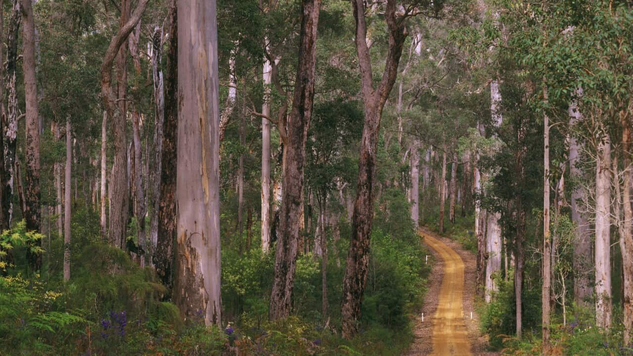 Unsealed road winding through forest of Karri and Jarrah trees