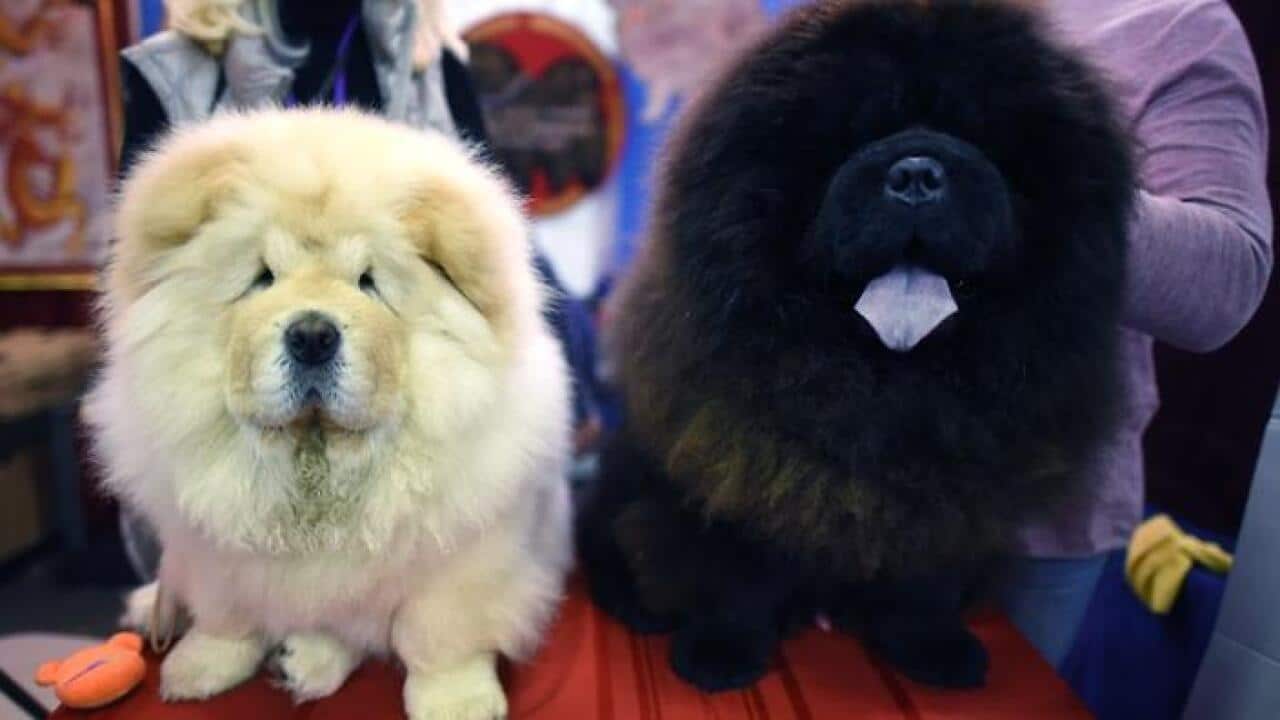 Two Chow Chow's dogs are seen during the 9th AKC Meet The Breeds on February 10, 2018 in New York at the 142th Annual Westminster Kennel Club Dog Show. / AFP PHOTO / TIMOTHY A. CLARY (Photo credit should read TIMOTHY A. CLARY/AFP/Getty Images)