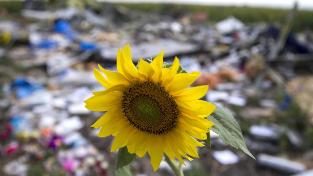 A sunflower in between the debris of Malaysia Airlines Boeiing 777