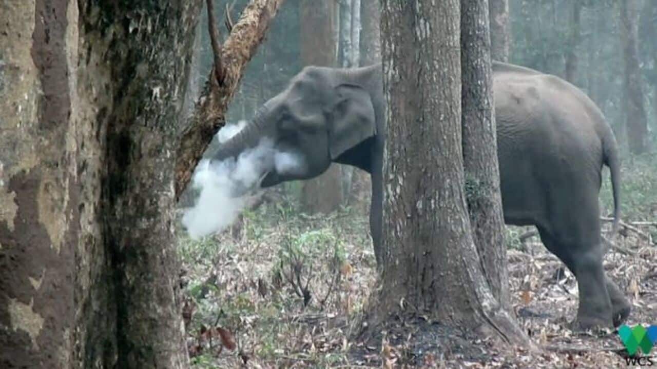'Smoking' elephant baffles experts