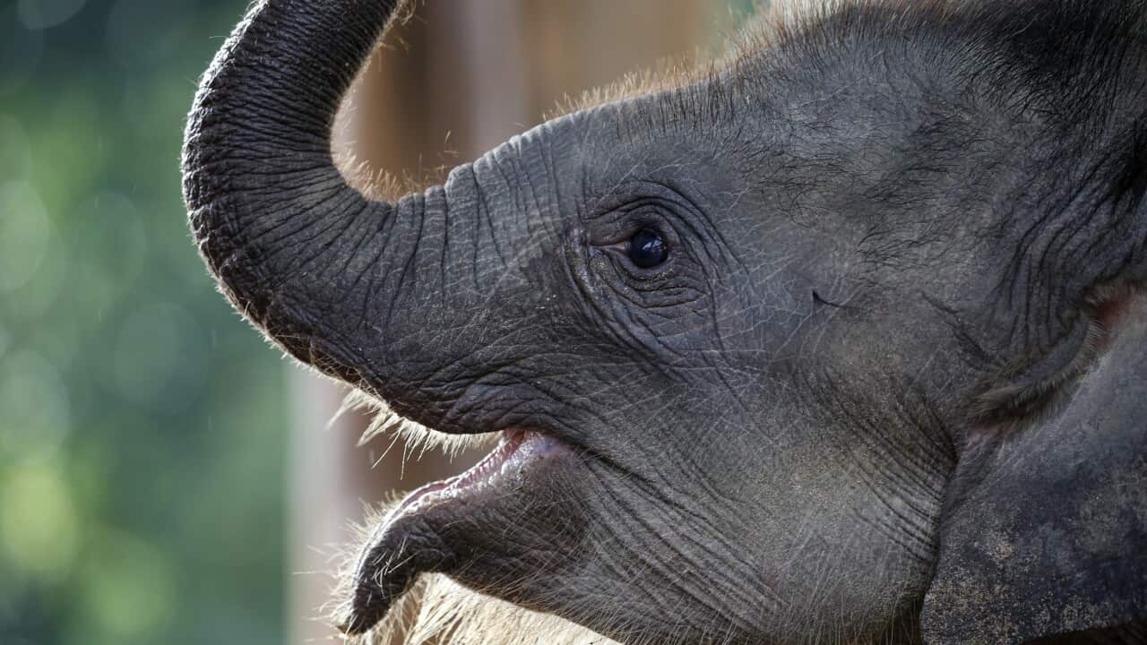 (File Image) A baby elephant pictured at the Winga Baw Elephant Conservation Camp in Myanmar.