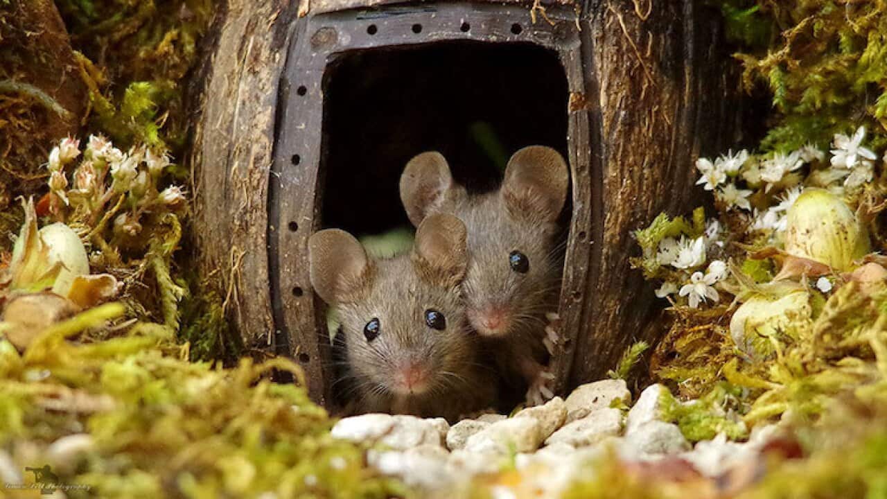HIV mice dr Symons
