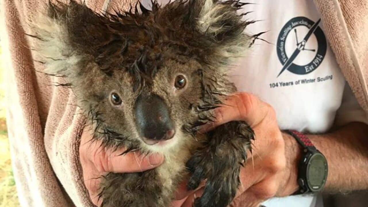 Calls to declare koalas as 'endangered' after reported 5,000 deaths(01)