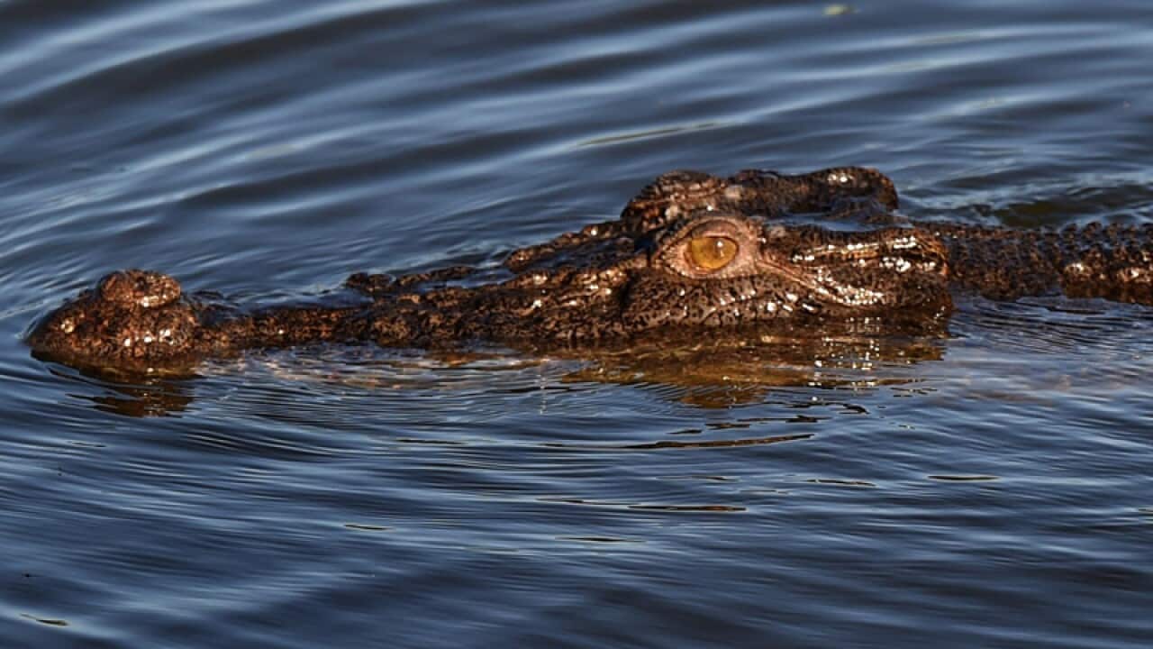 A crocodile