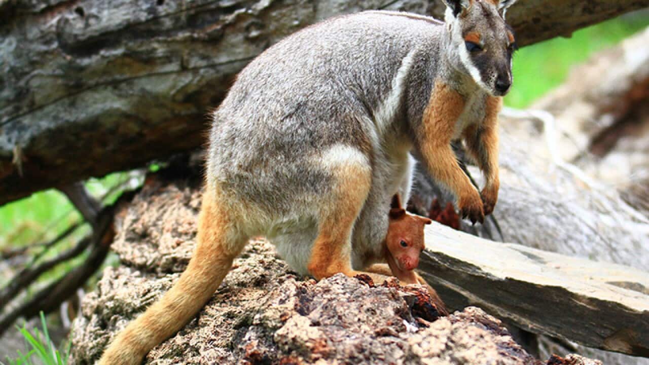 An orphaned tree kangaroo in the pouch of a wallaby.
