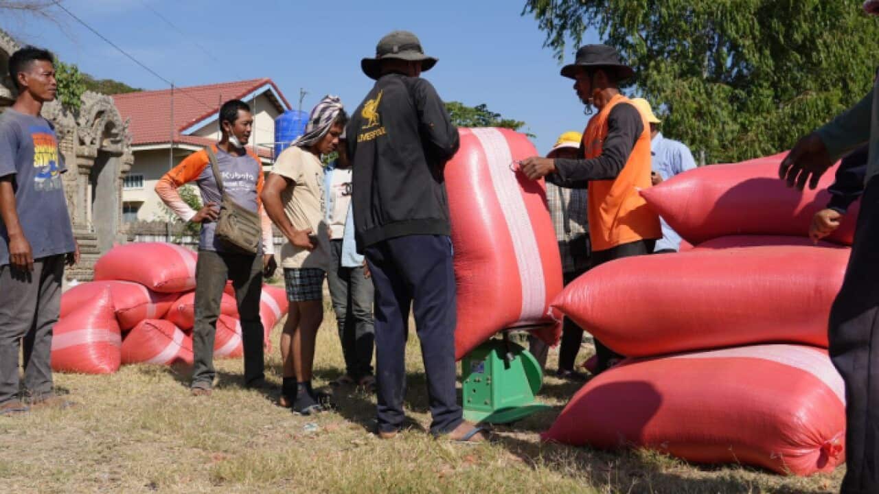 Cambodia rice price dropped.jpg