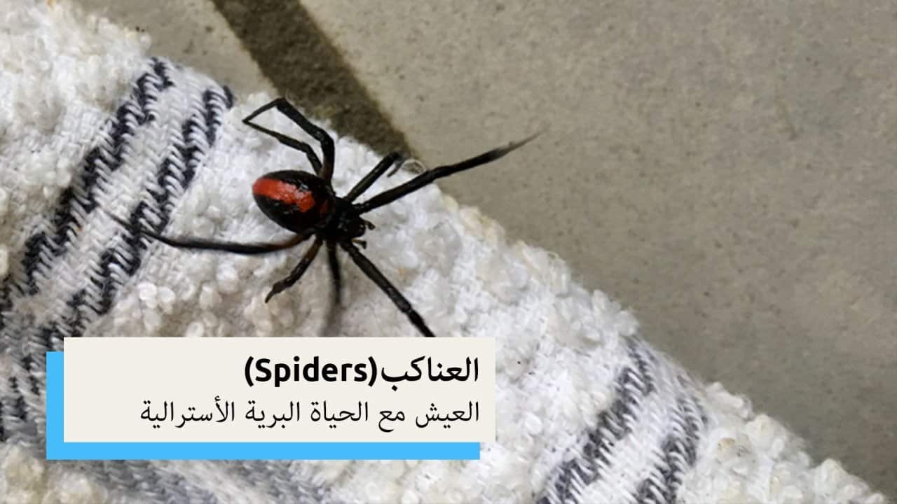 Image for read more article 'اقرأ المزيد'