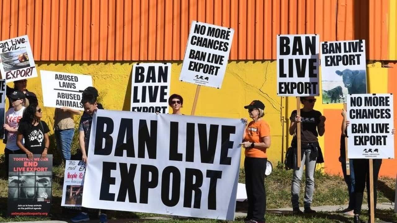 Live animal export protestors near a shipping dock in Brisbane.