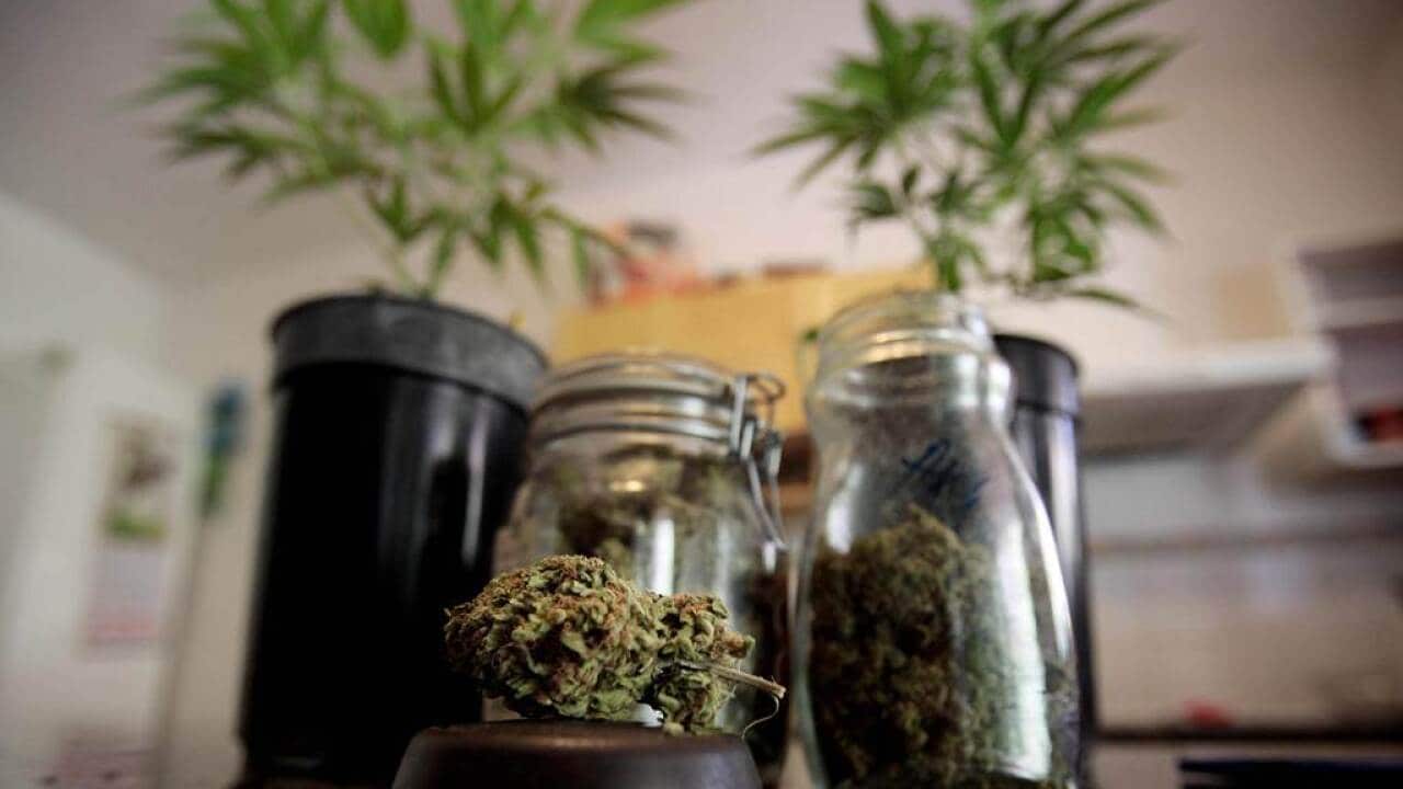 Cannabis