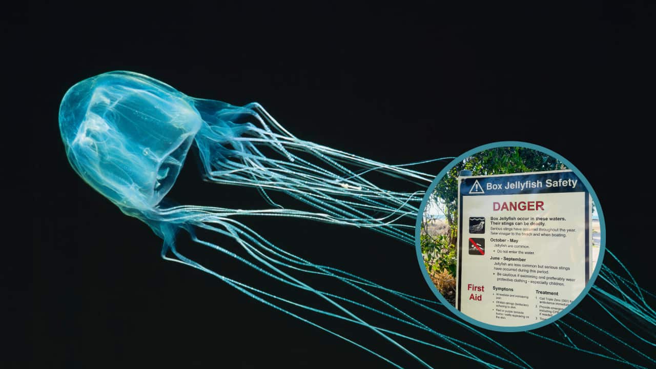 Image for read more article '最近のオーストラリアワイドのエピソード'