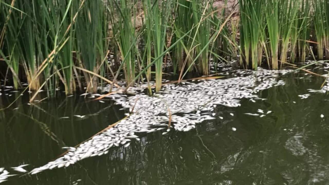 Local Graeme McCrabb took photos of floating  dead fish in the weir pool at Menindee.