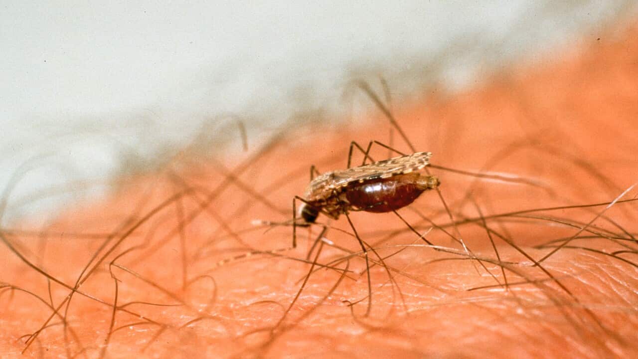 Female mosquito feeding. The female requires a diet of blood to ensure the successful maturation of her eggs. Date:
