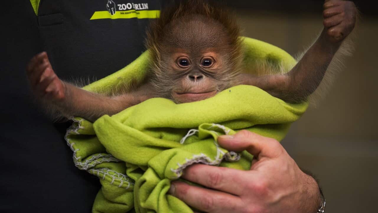 The orangutan cub "Rieke" is pictured in Berlin on February 6, 2015. (ODD ANDERSEN/AFP/Getty)