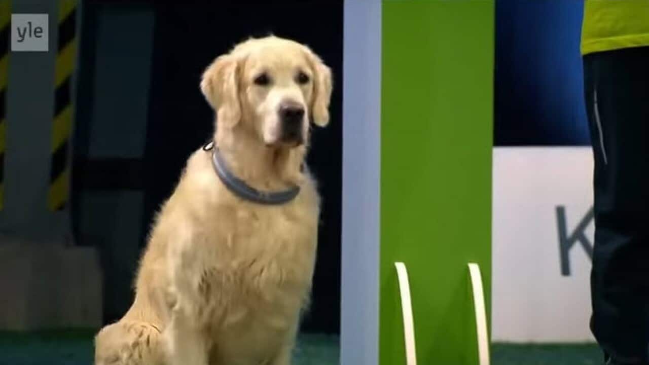 Hilarious Golden Retriever Really Wants To Race But ... First Things First