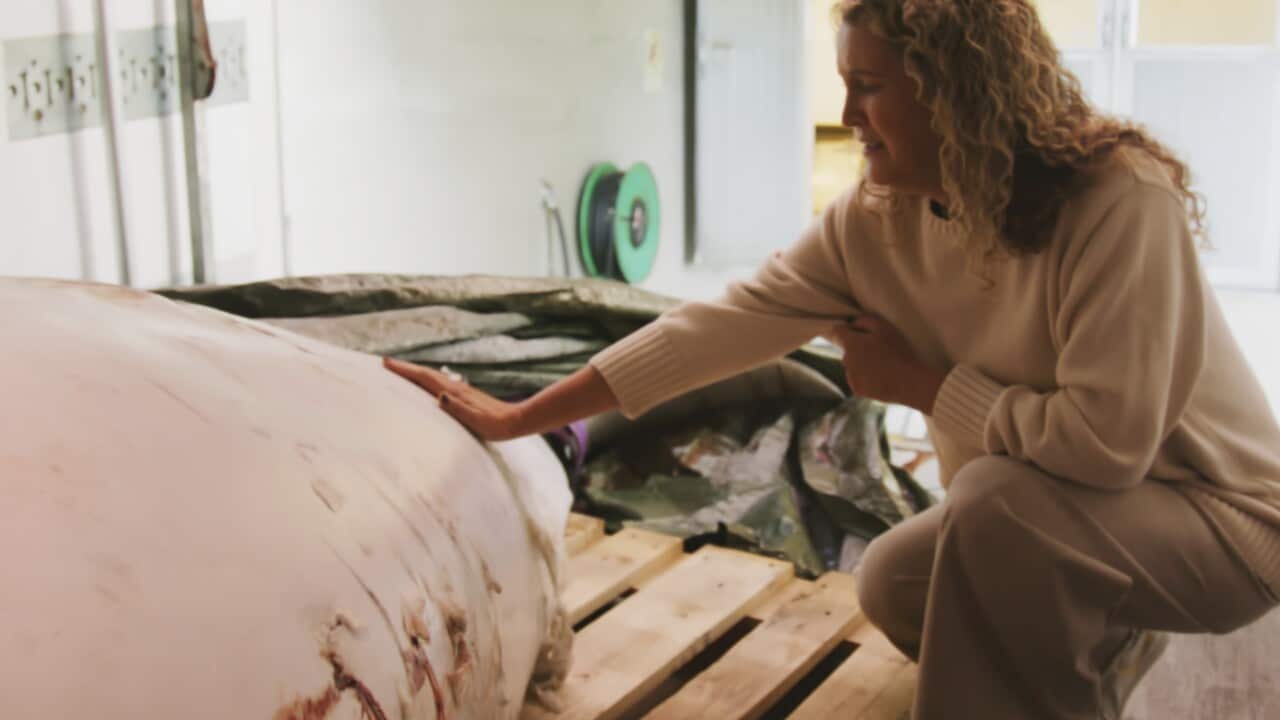 A woman with curly blonde hair caresses the carcass of a dead white whale with visible lacerations on its body