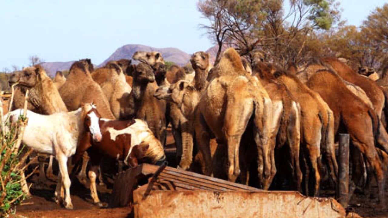 camels_NT_091126_B_epa_1083914138