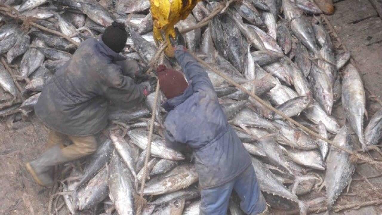 Refrigerated cargo from the South Pacific