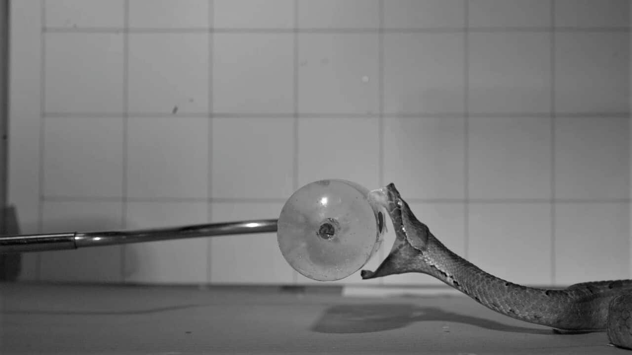 Hypnale hypnale snake striking gel-frame2of5-Image by Silke Cleuren_edit.png