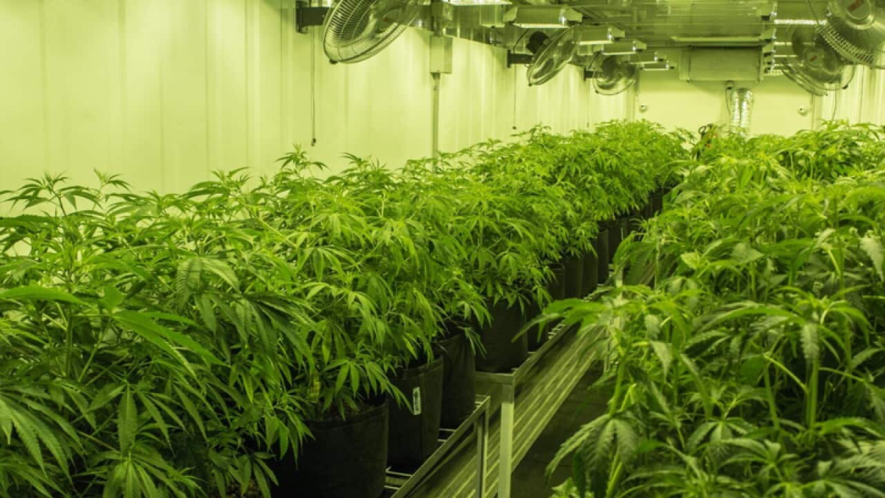 Hemp/low-THC crops recently destroyed at the Medicinal cannabis grower