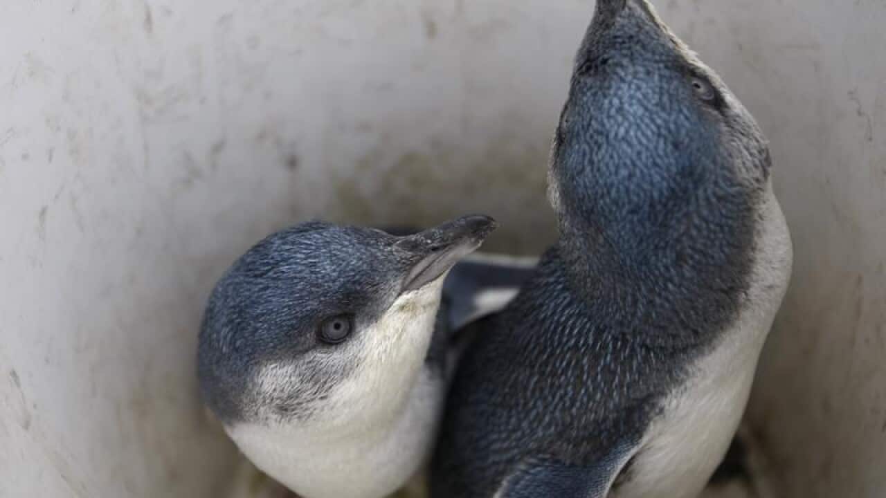 File image of little blue penguins.