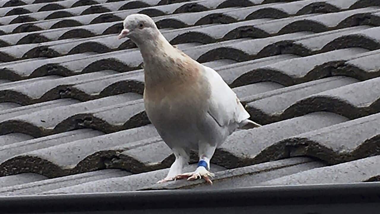 La saga del Piccione Joe termina con il lieto fine